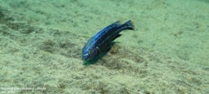 Melanochromis dialeptos 'Border'